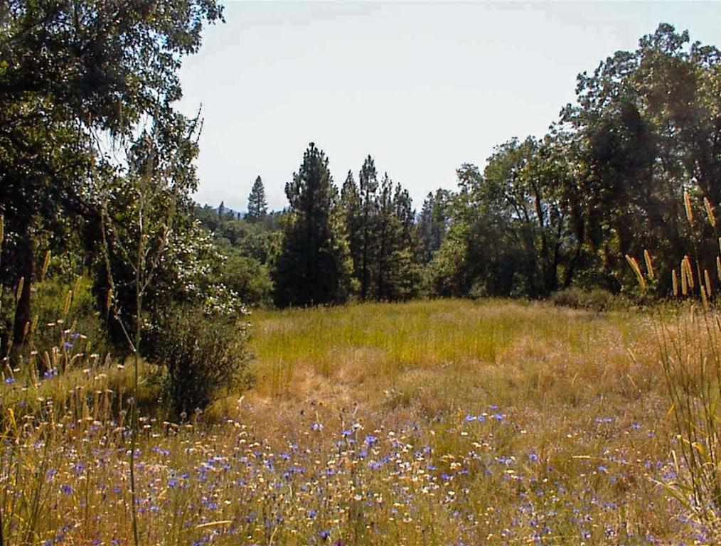 53333 Hwy 245, Pinehurst, CA 93641