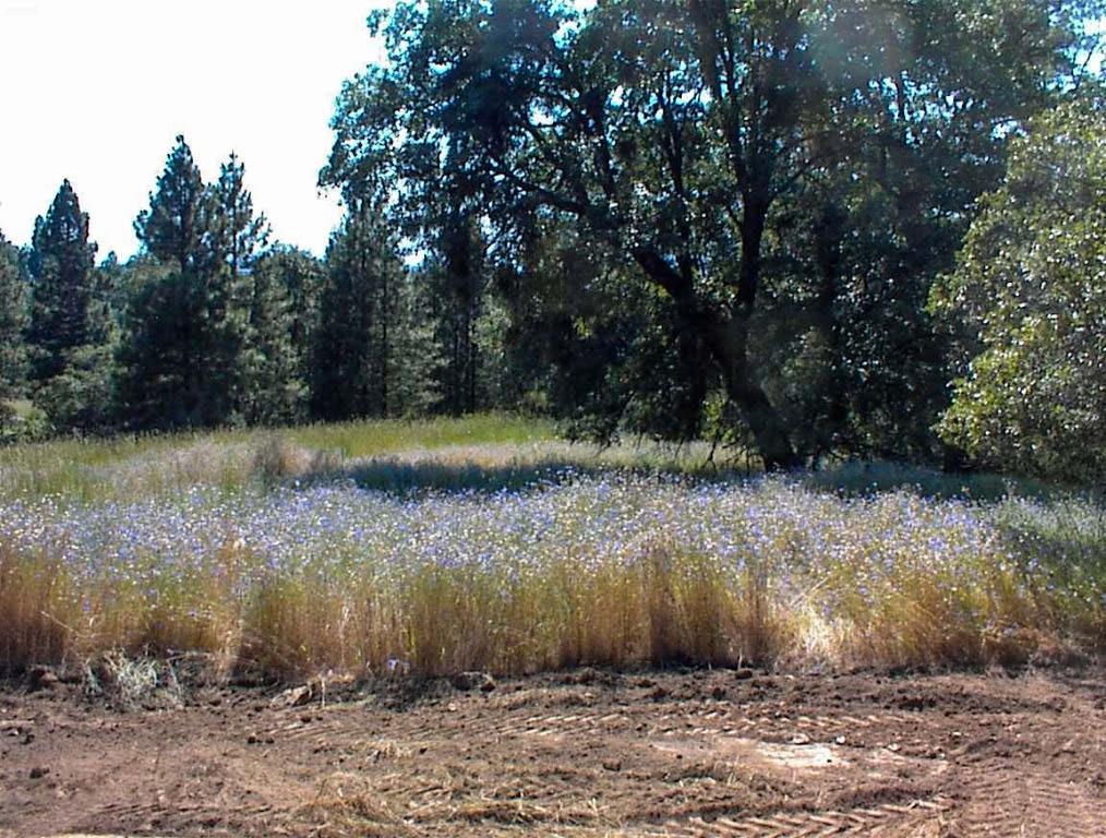 53333 Hwy 245, Pinehurst, CA 93641