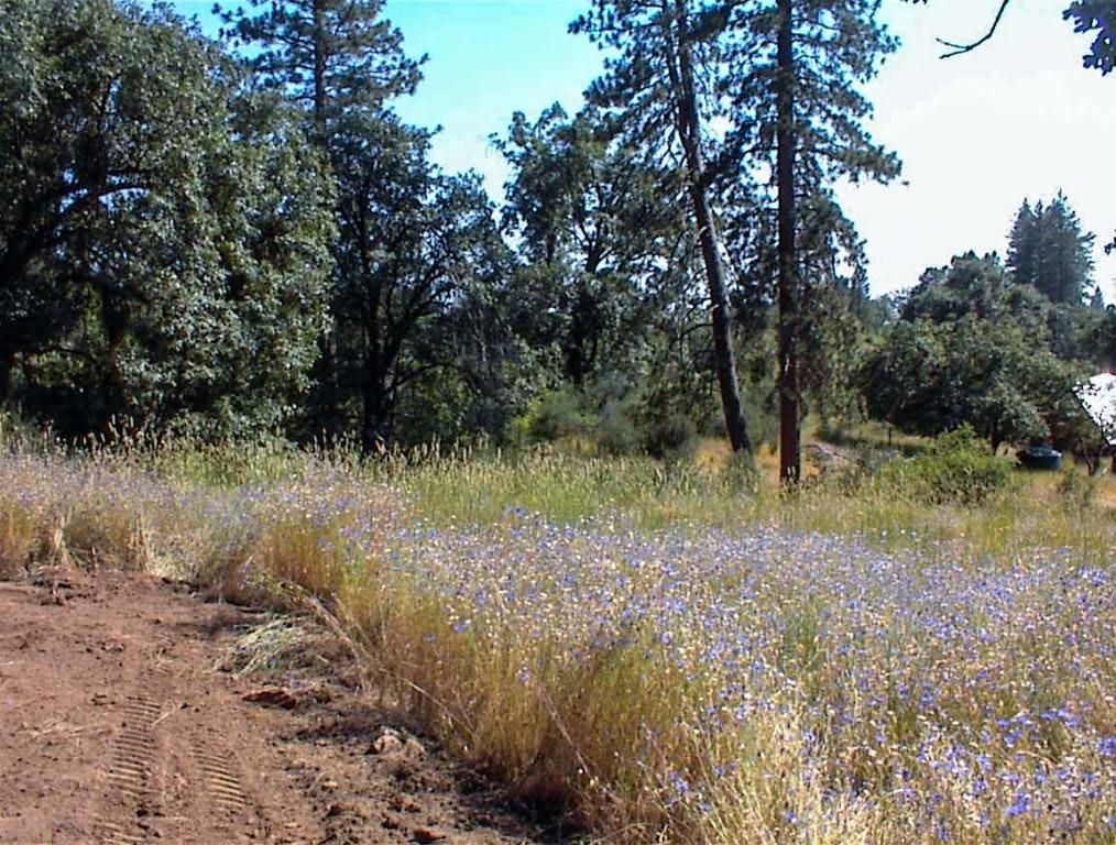 53333 Hwy 245, Pinehurst, CA 93641