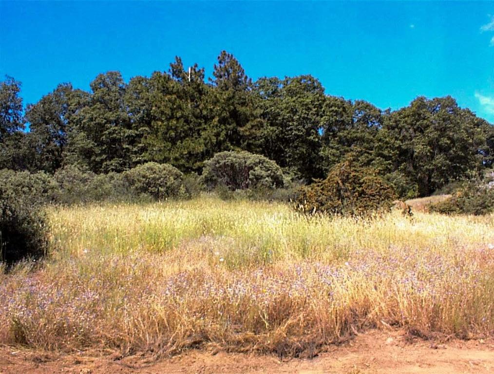 53333 Hwy 245, Pinehurst, CA 93641