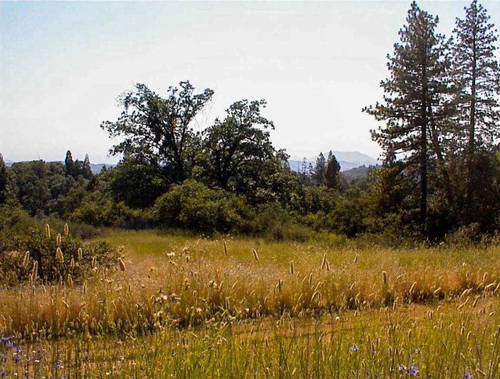 53333 Hwy 245, Pinehurst, CA 93641