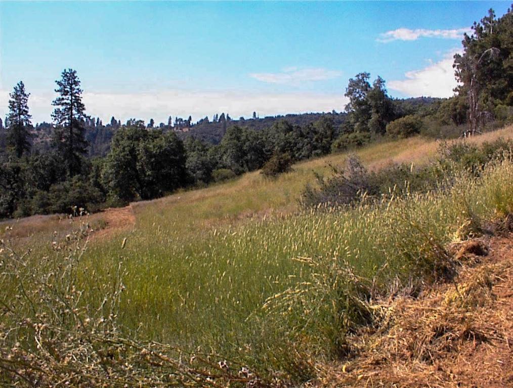 53333 Hwy 245, Pinehurst, CA 93641