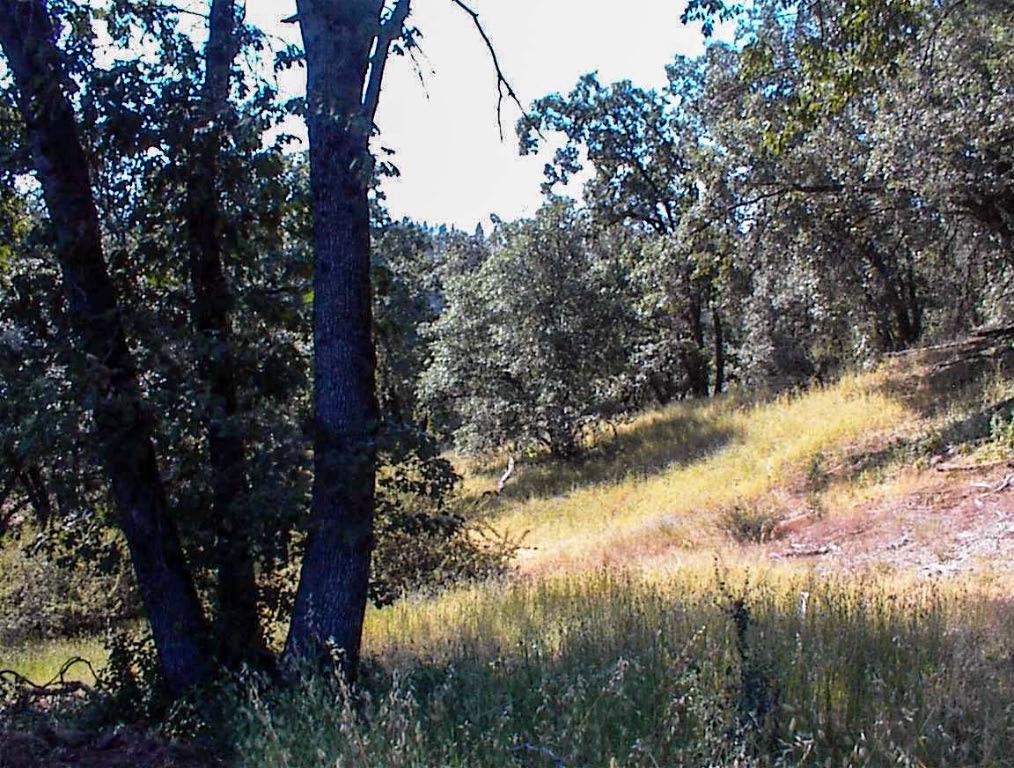 53333 Hwy 245, Pinehurst, CA 93641