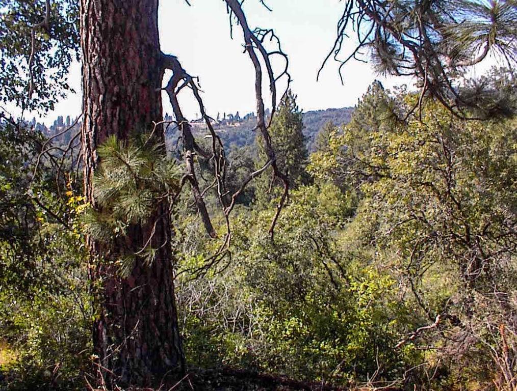 53333 Hwy 245, Pinehurst, CA 93641