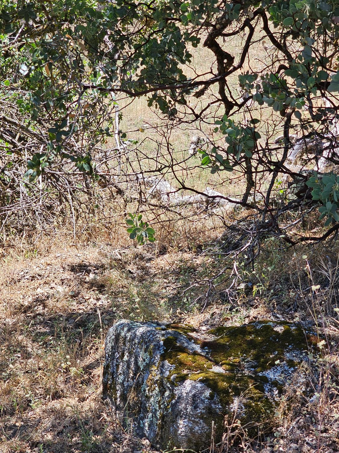 0 0 Rush Creek Rd, Piedra, CA 93726