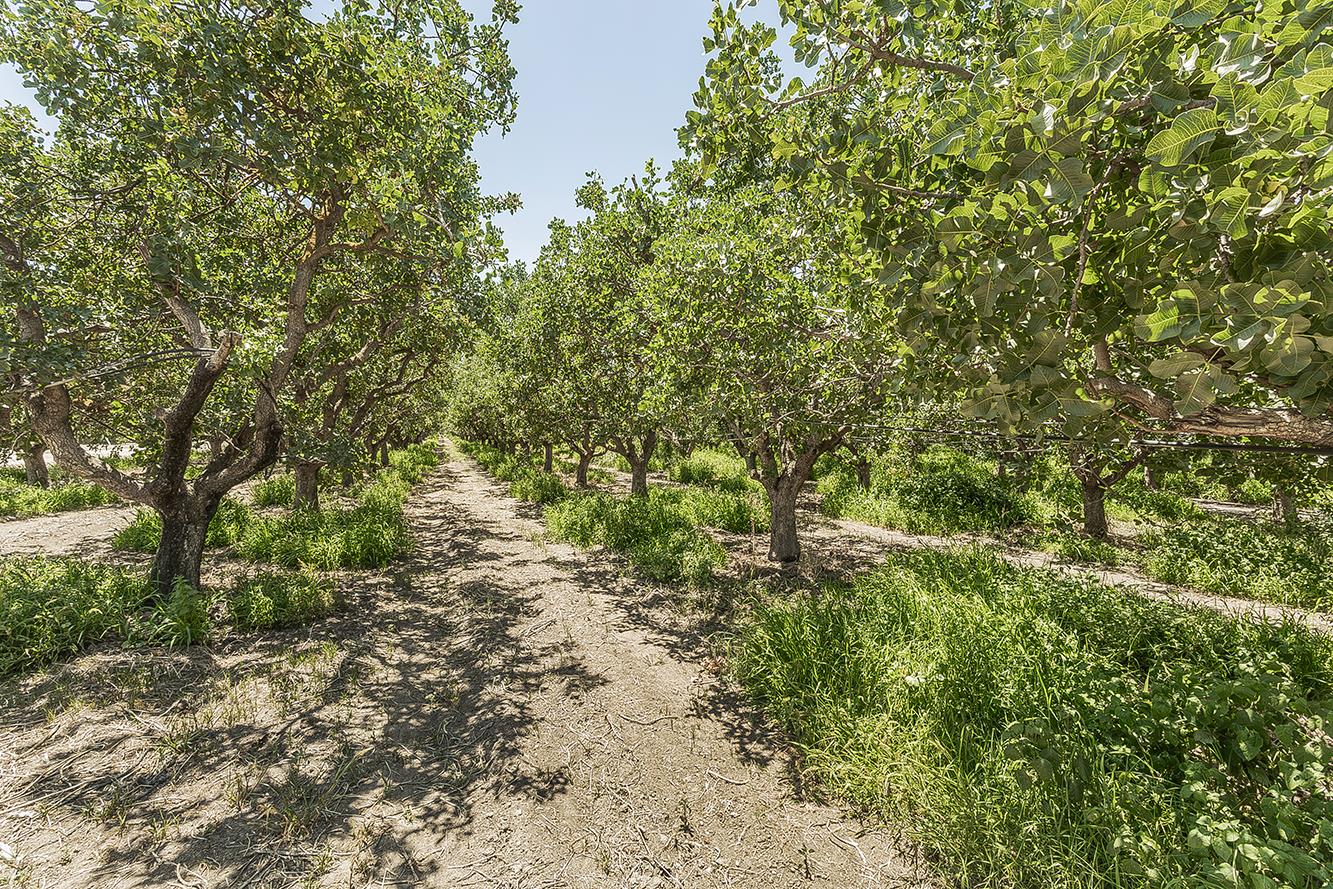 25479 Avenue 8 1/2, Madera, CA 93637