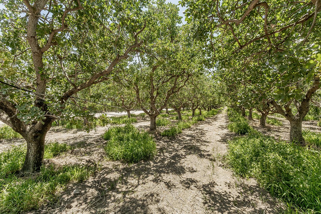 25479 Avenue 8 1/2, Madera, CA 93637