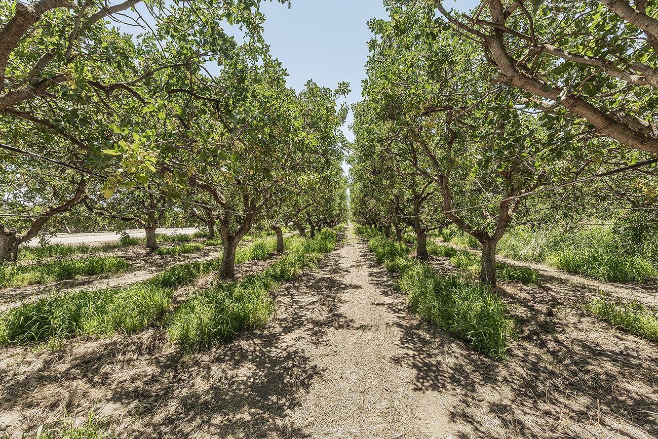 25479 Avenue 8 1/2, Madera, CA 93637