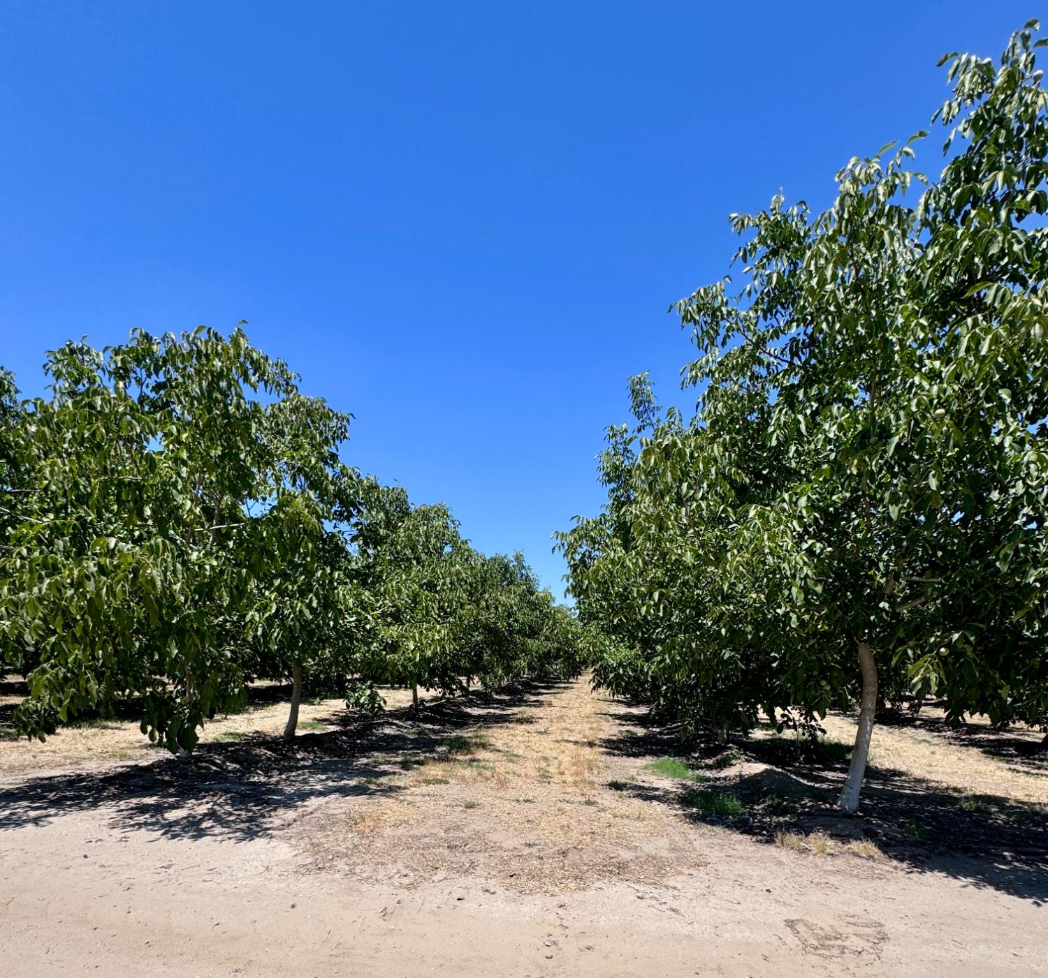 21862 Avenue 12, Madera, CA 93637