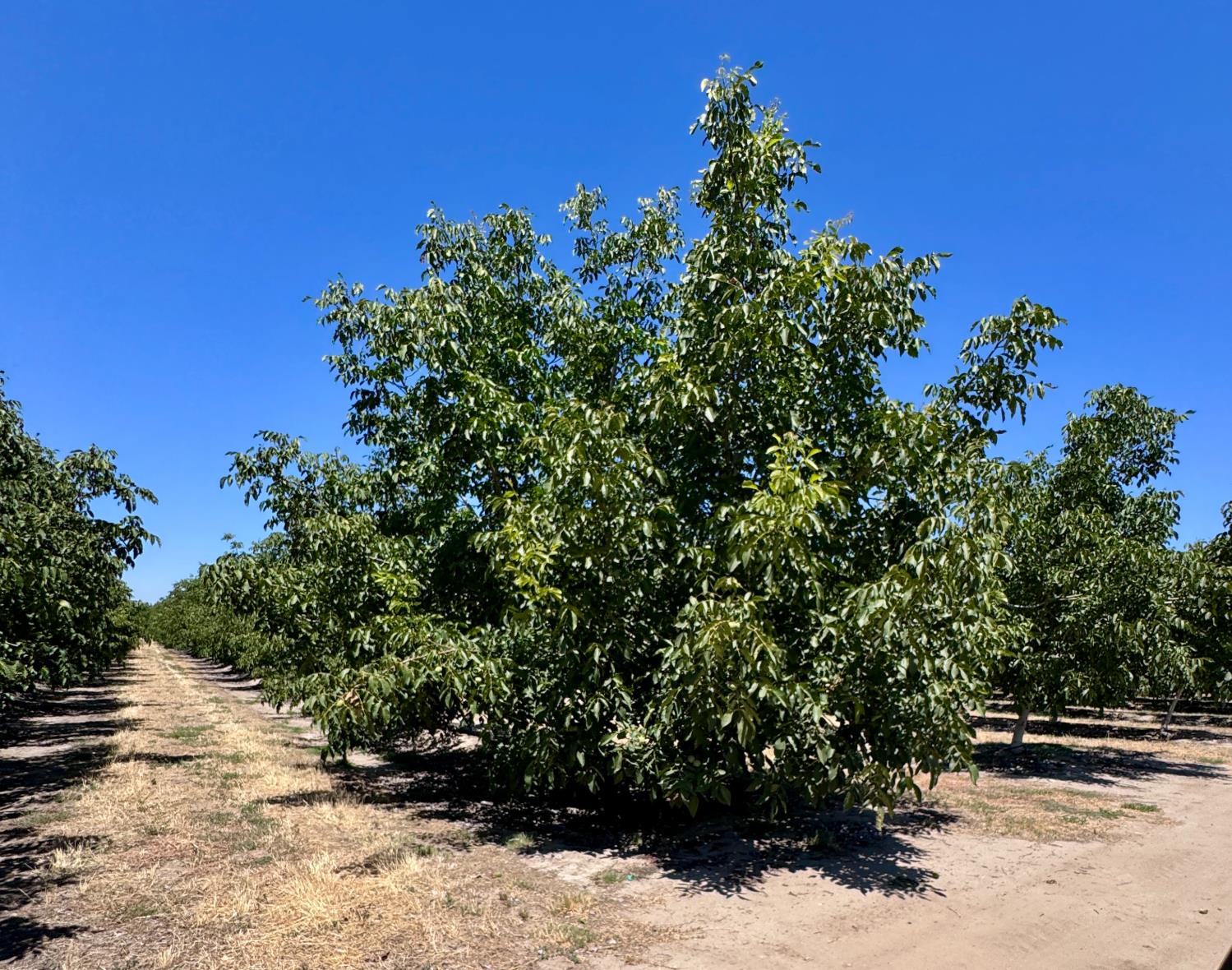 21862 Avenue 12, Madera, CA 93637