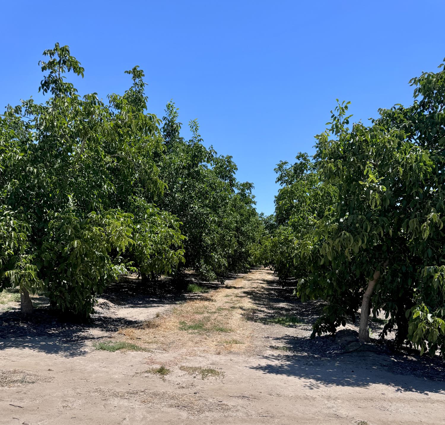 21862 Avenue 12, Madera, CA 93637