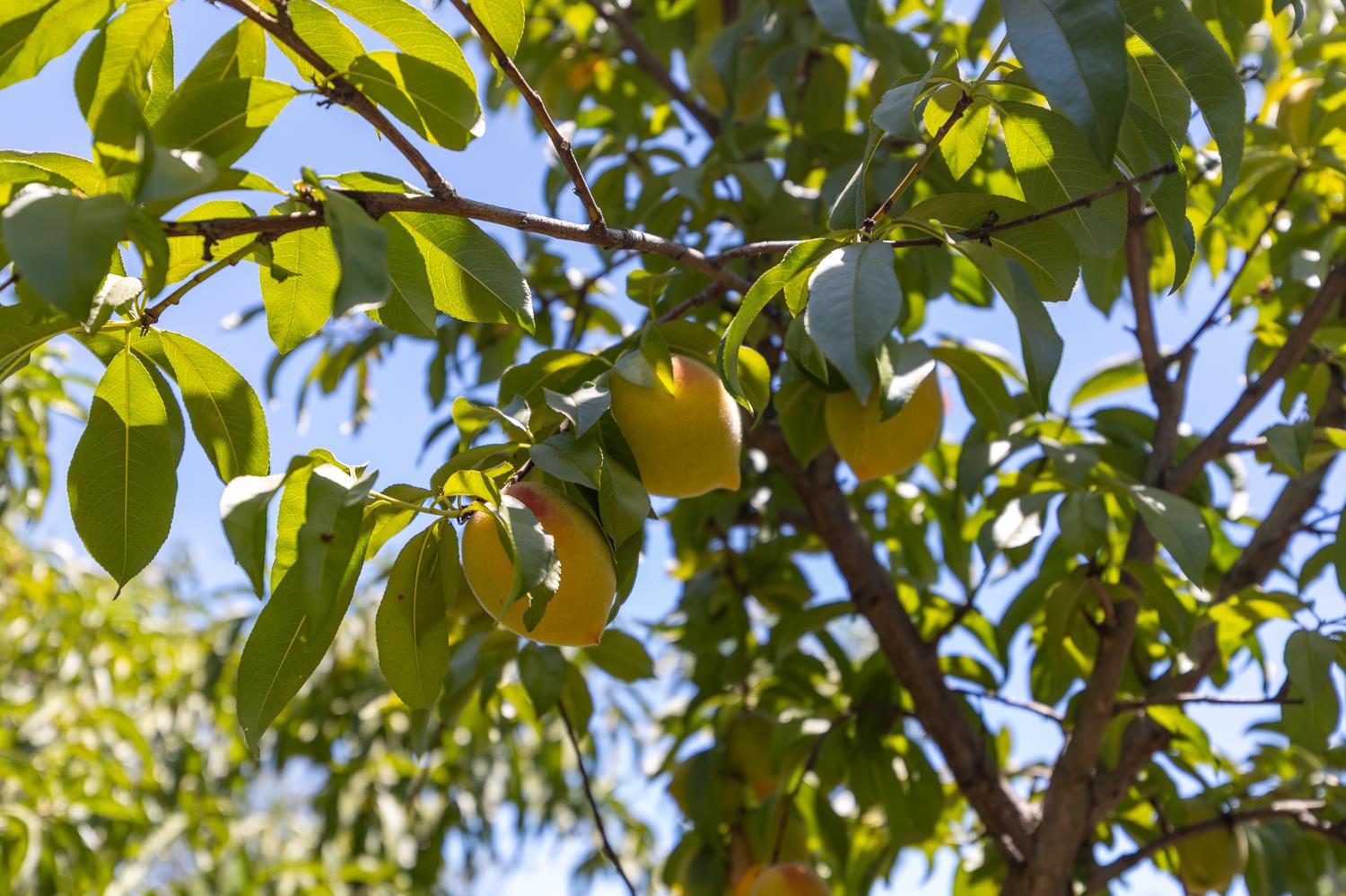 5789 E Park Circle Drive., Fresno, CA 93727