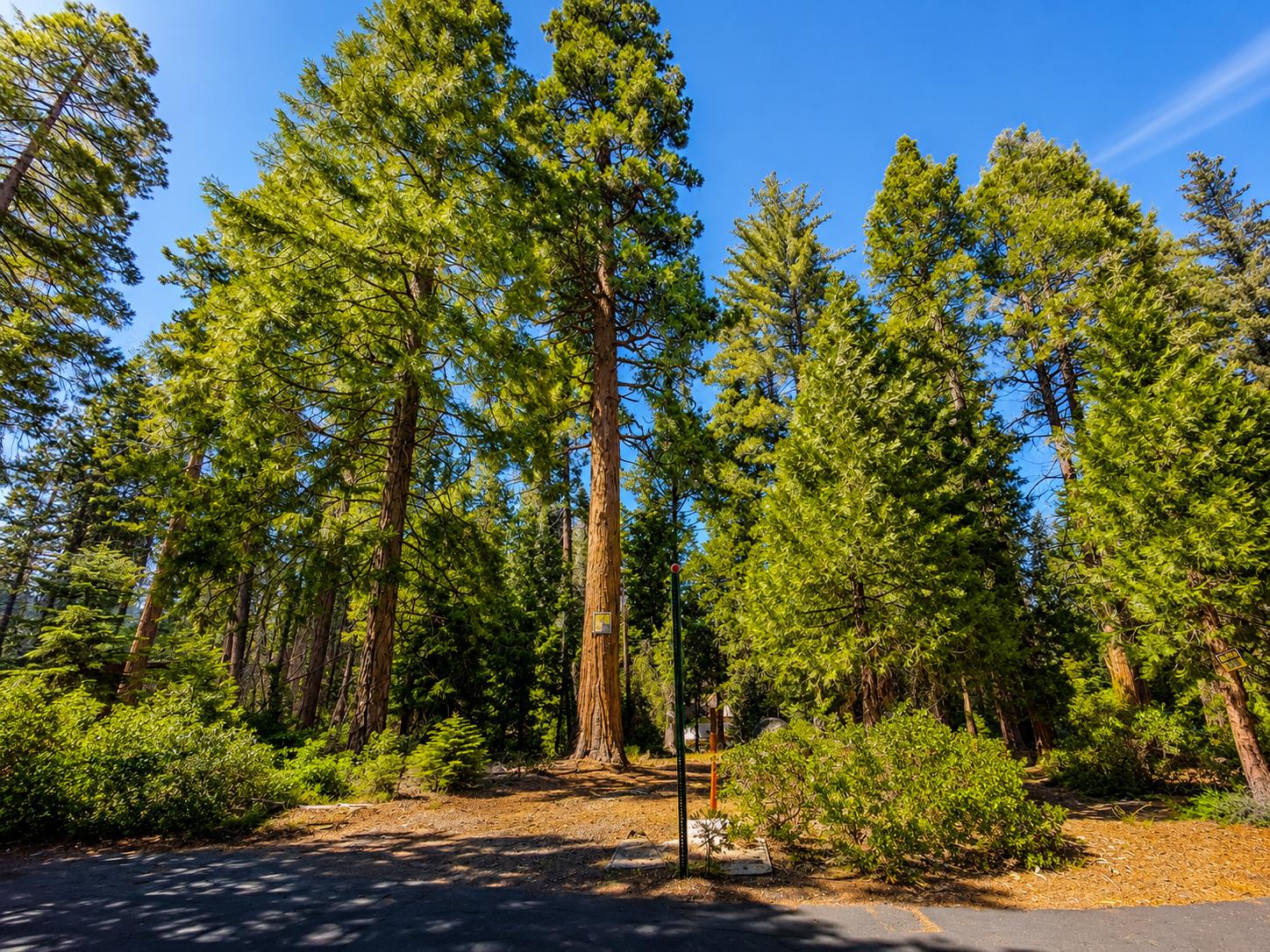 42185 Smoke Tree Ln, Shaver Lake, CA 93664
