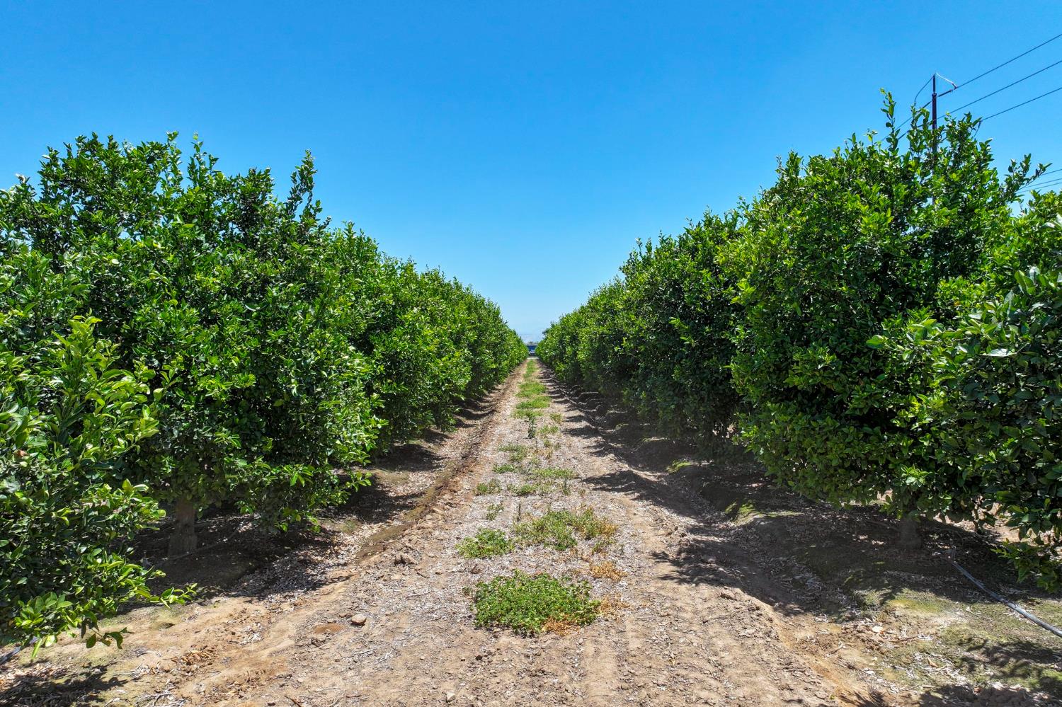 21868 E Manning Ave, Reedley, CA 93654