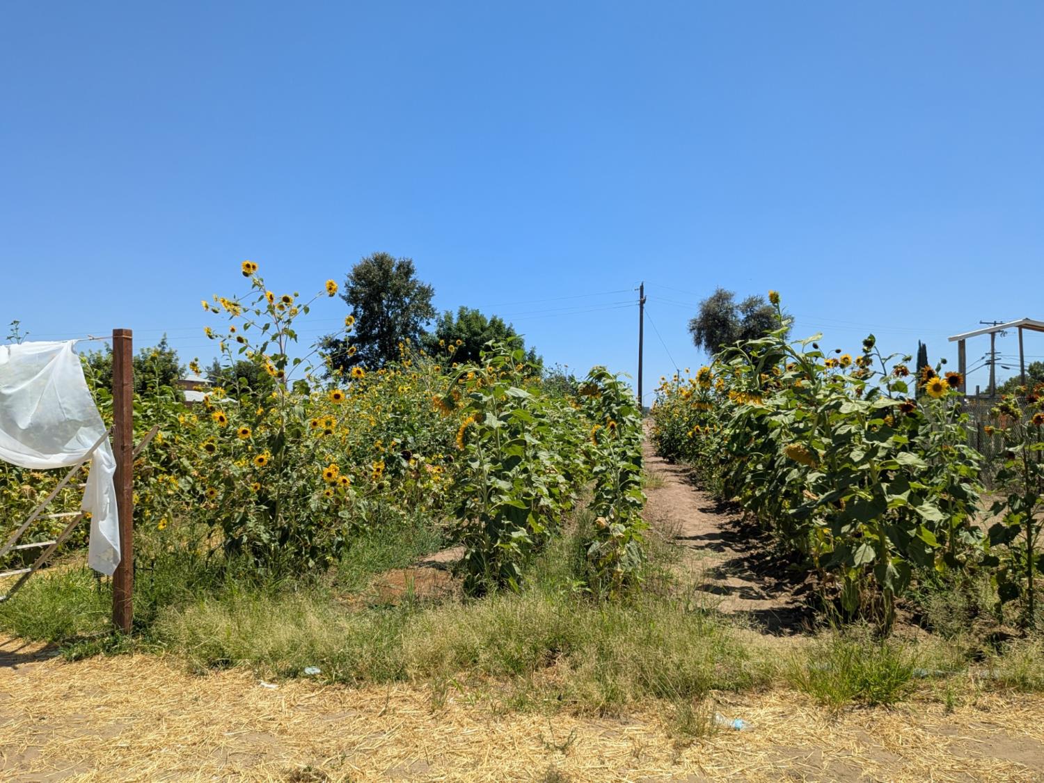 284 S Temperance Ave, Fresno, CA 93727