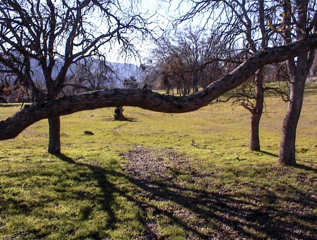 39950 Millwood Rd, Dunlap, CA 93621