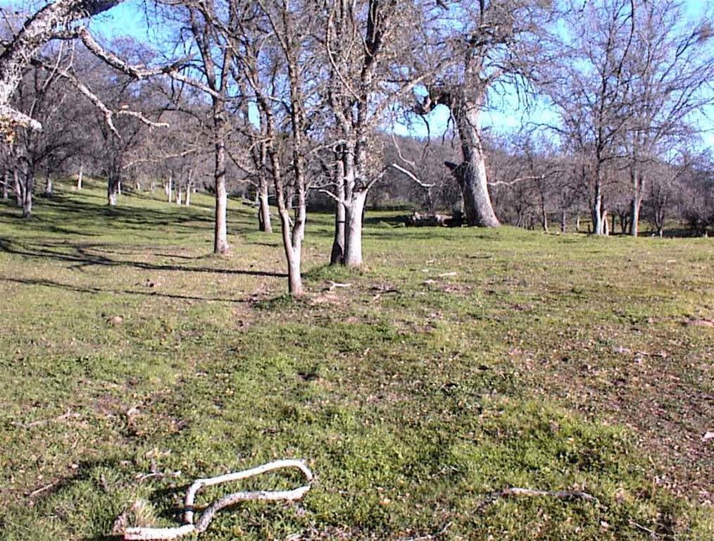 39950 Millwood Rd, Dunlap, CA 93621