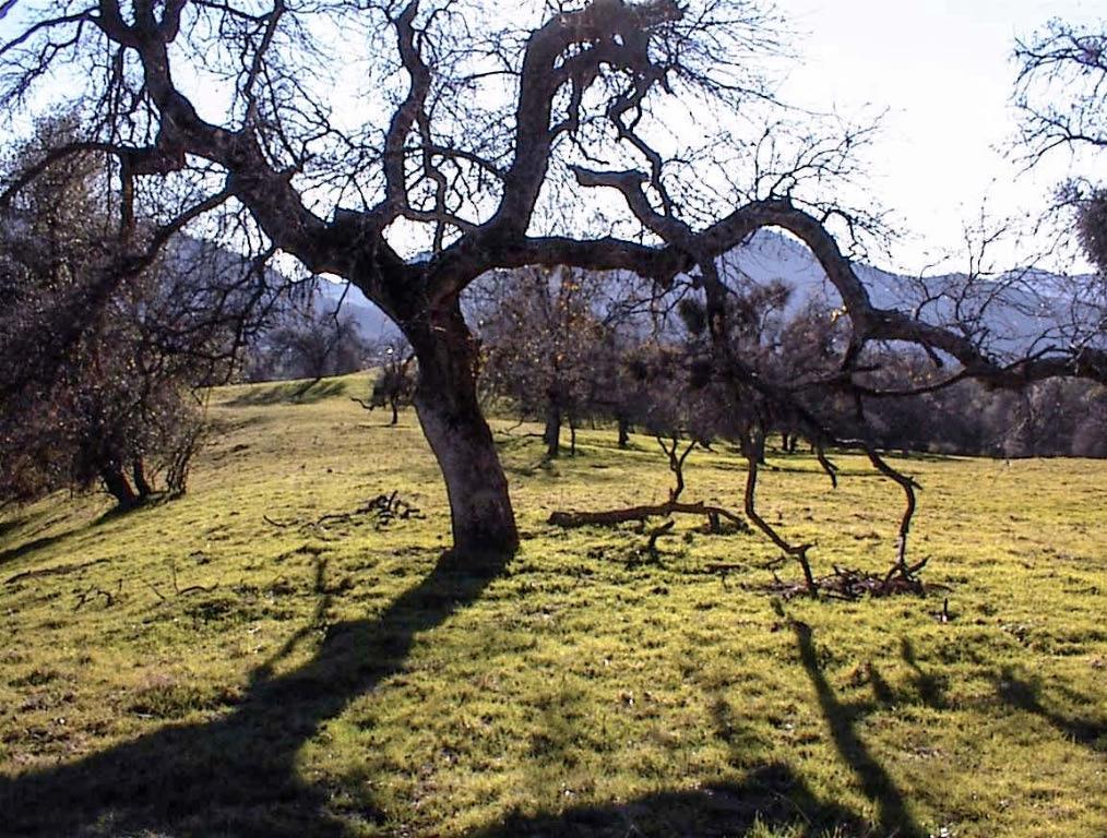 39950 Millwood Rd, Dunlap, CA 93621