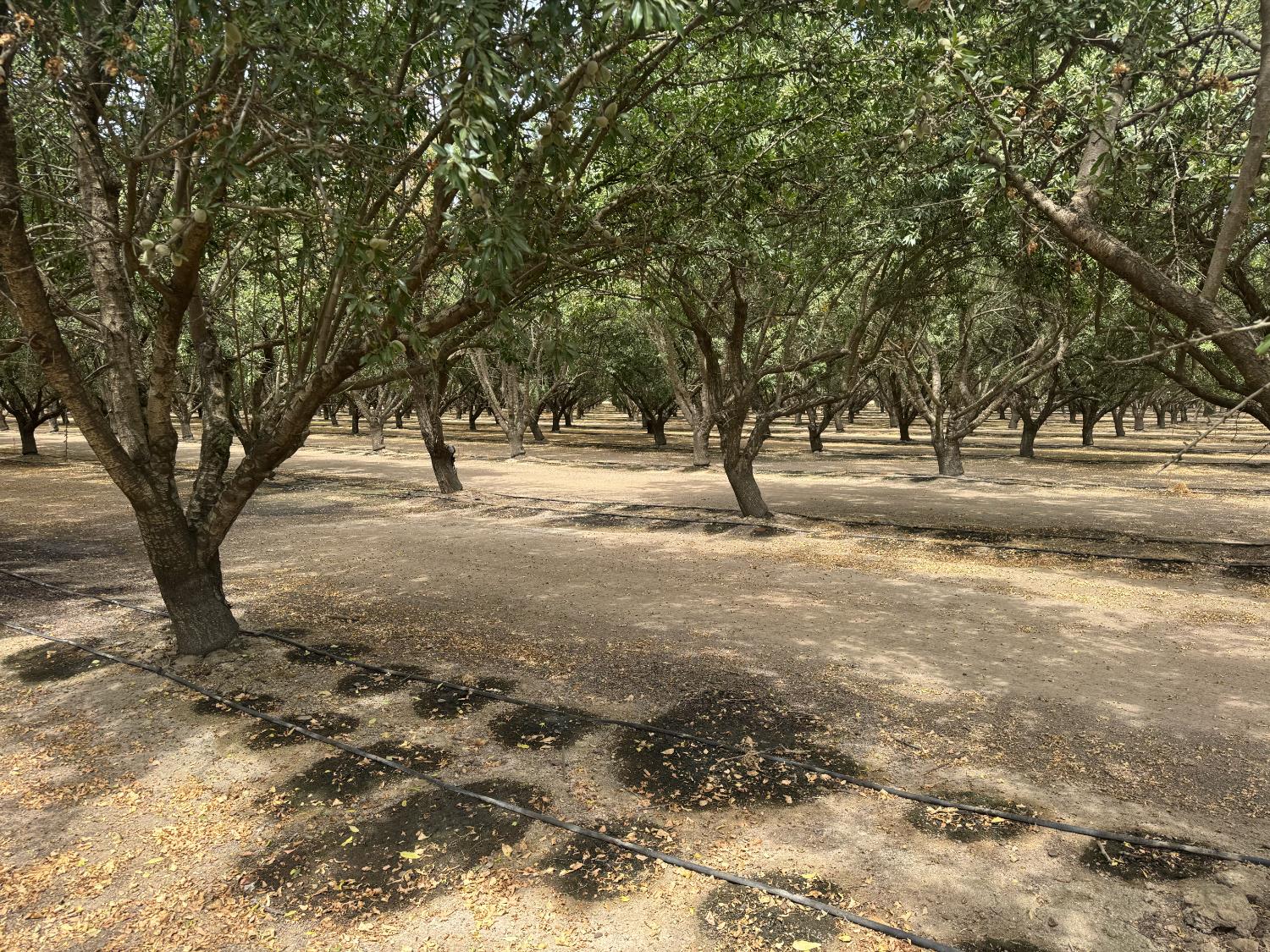18700 Road 16, Chowchilla, CA 93610