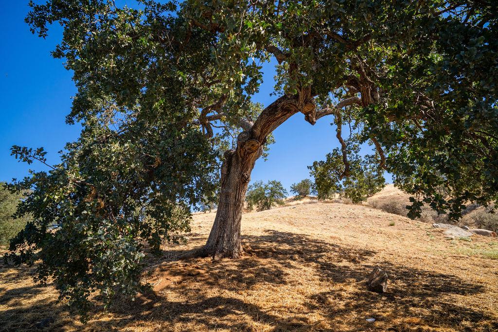 0 Lot 7 Mary Rebecca Ln, Friant, CA 93626