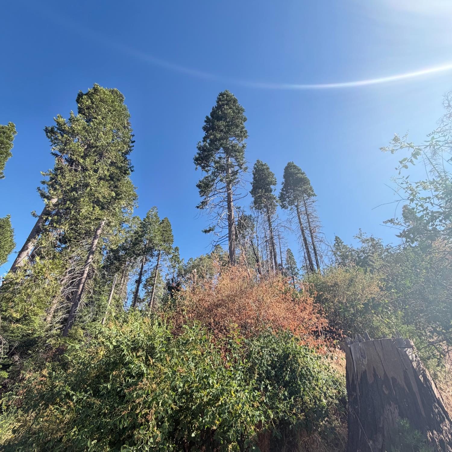 36070 LOWER CRESSMAN Rd, Shaver Lake, CA 93664