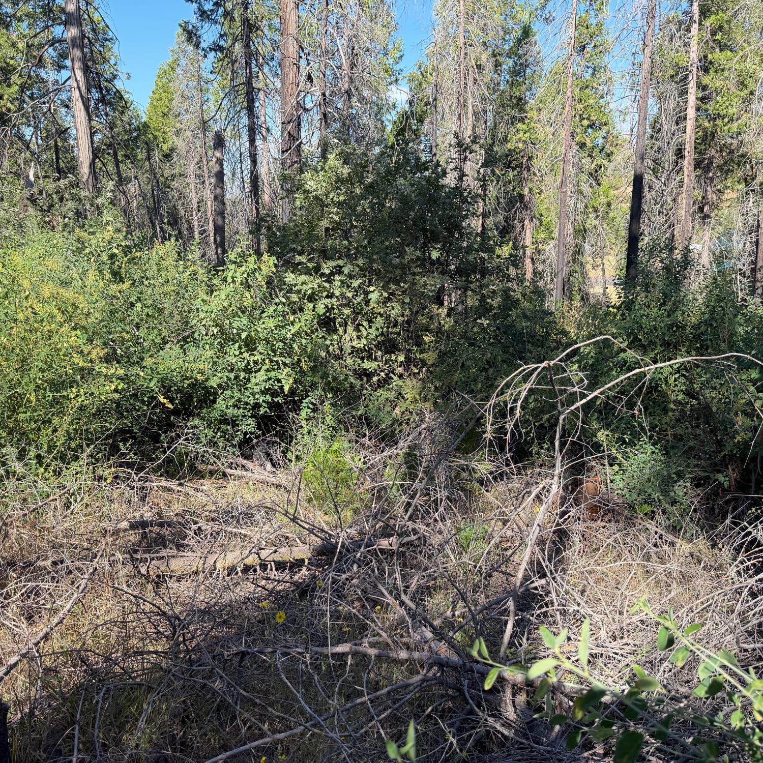 36070 LOWER CRESSMAN Rd, Shaver Lake, CA 93664