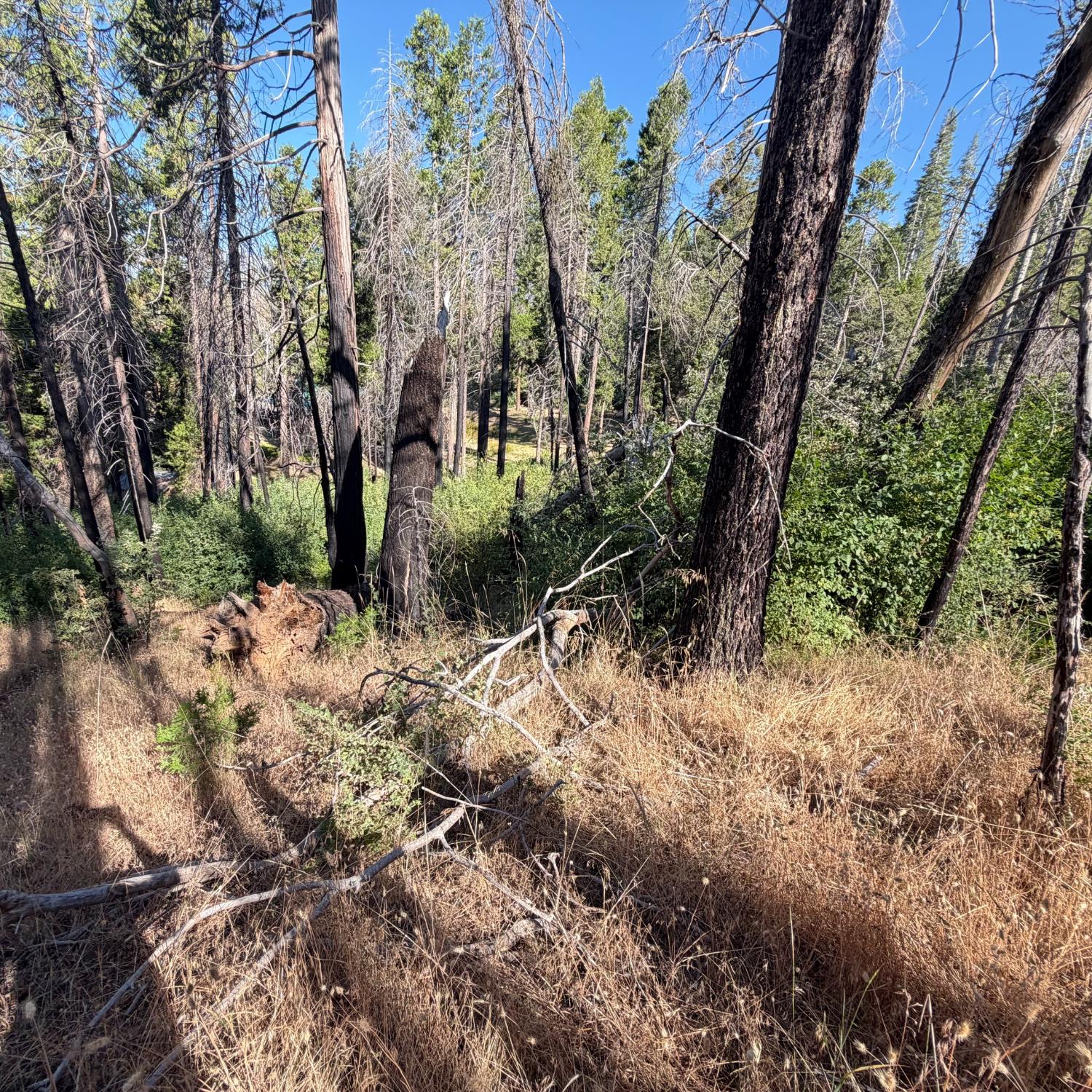 36070 LOWER CRESSMAN Rd, Shaver Lake, CA 93664
