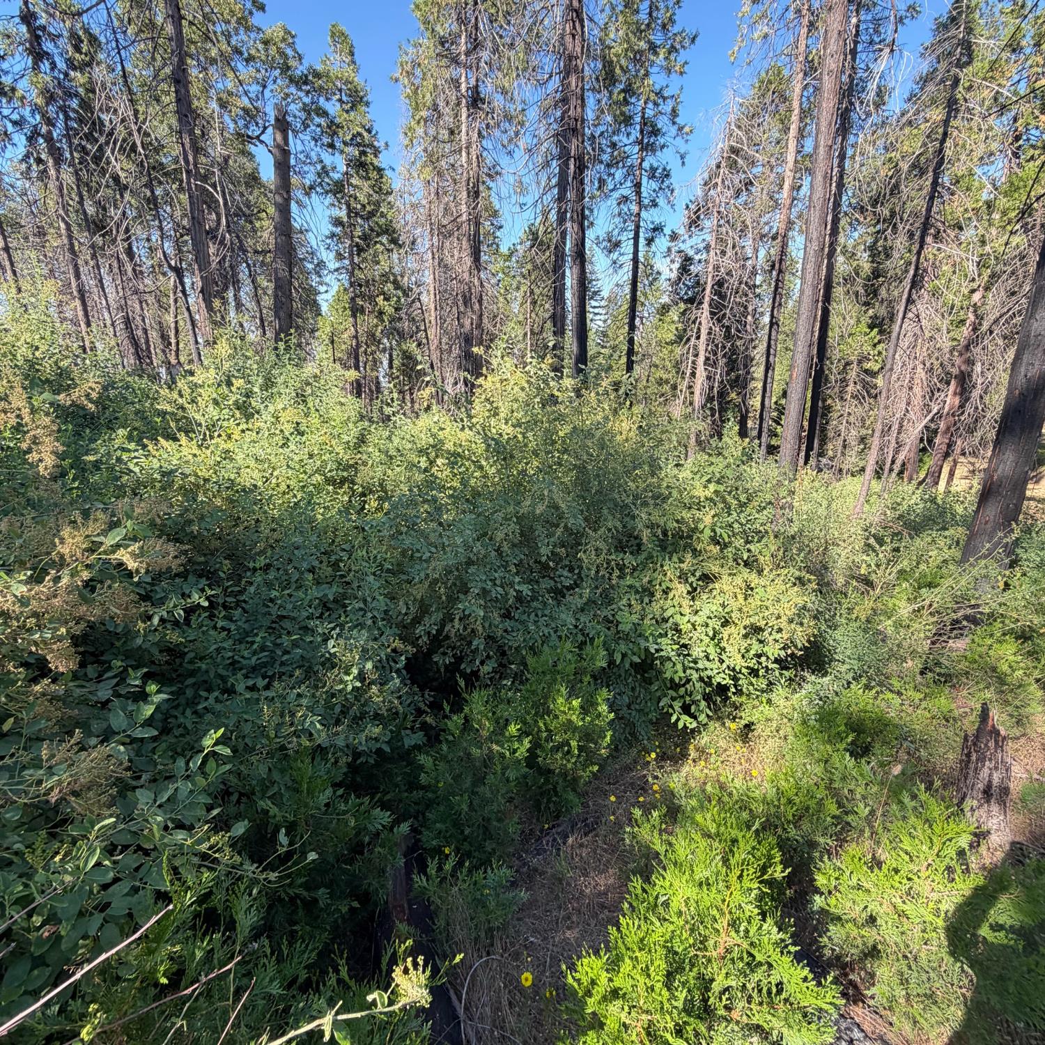 36070 LOWER CRESSMAN Rd, Shaver Lake, CA 93664