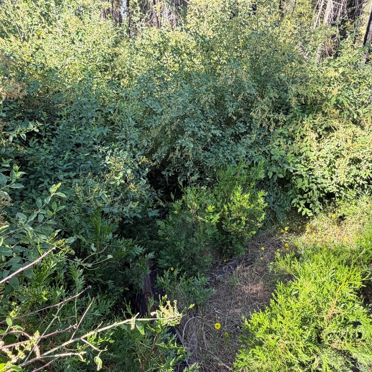36070 LOWER CRESSMAN Rd, Shaver Lake, CA 93664