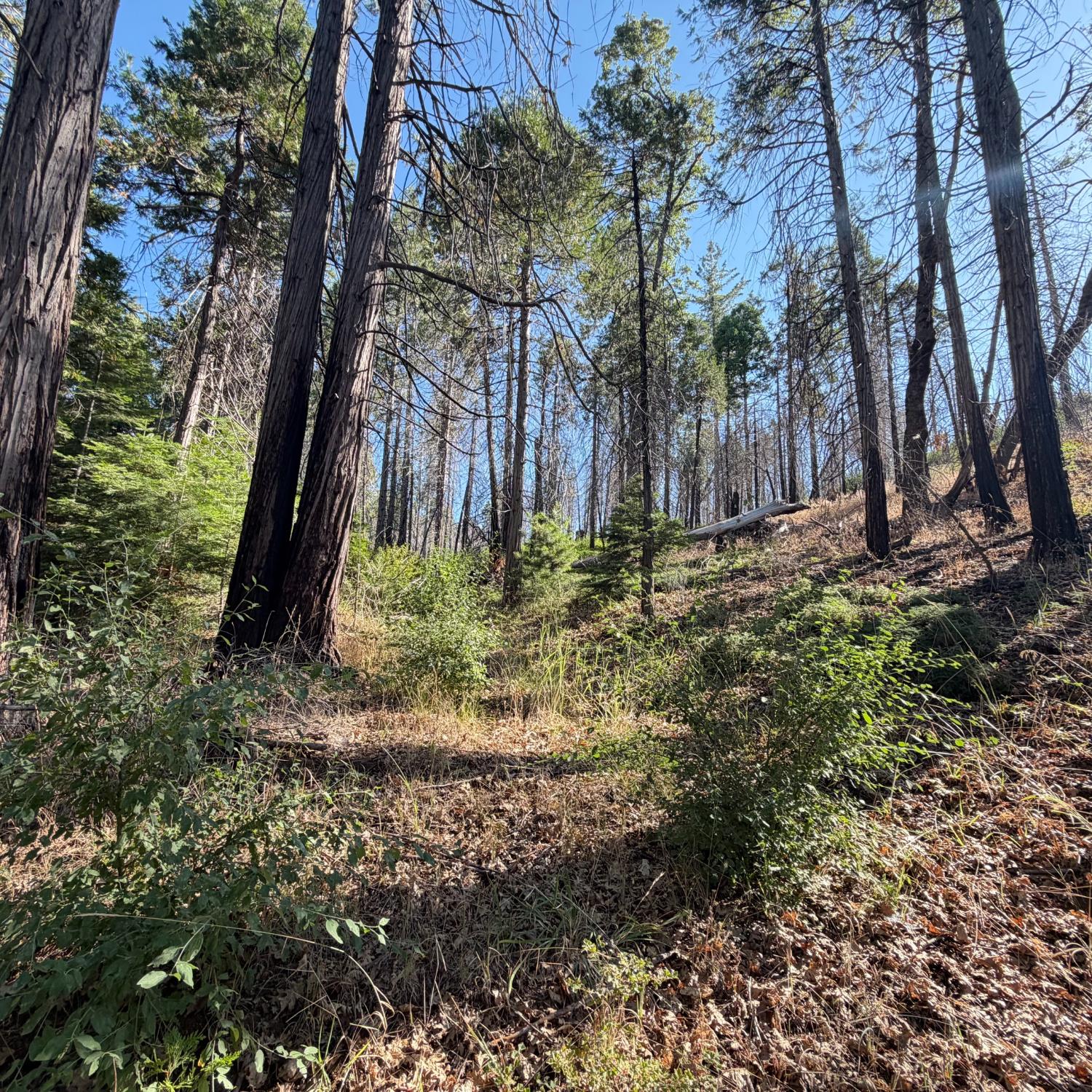 36070 LOWER CRESSMAN Rd, Shaver Lake, CA 93664