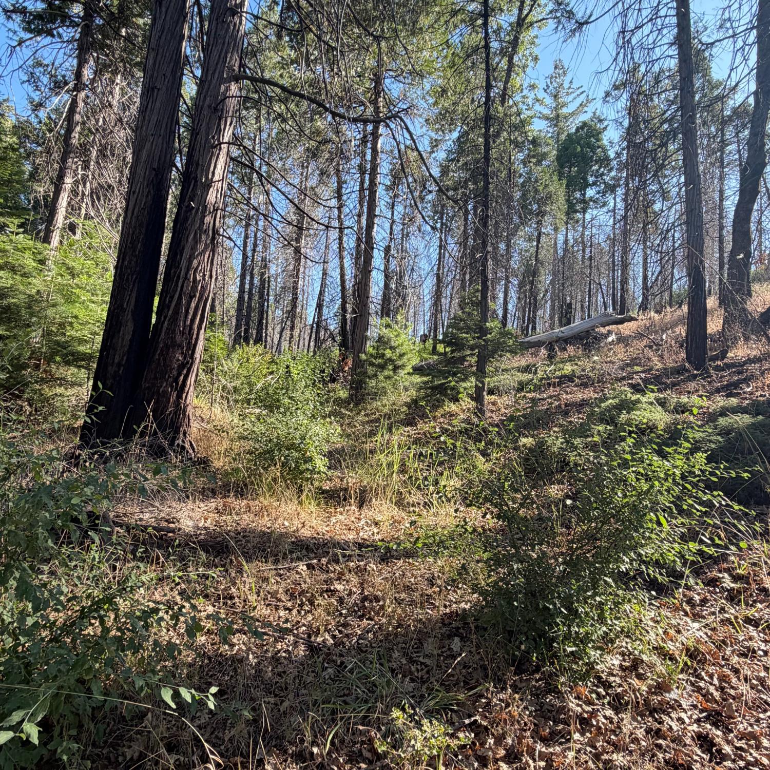 36070 LOWER CRESSMAN Rd, Shaver Lake, CA 93664