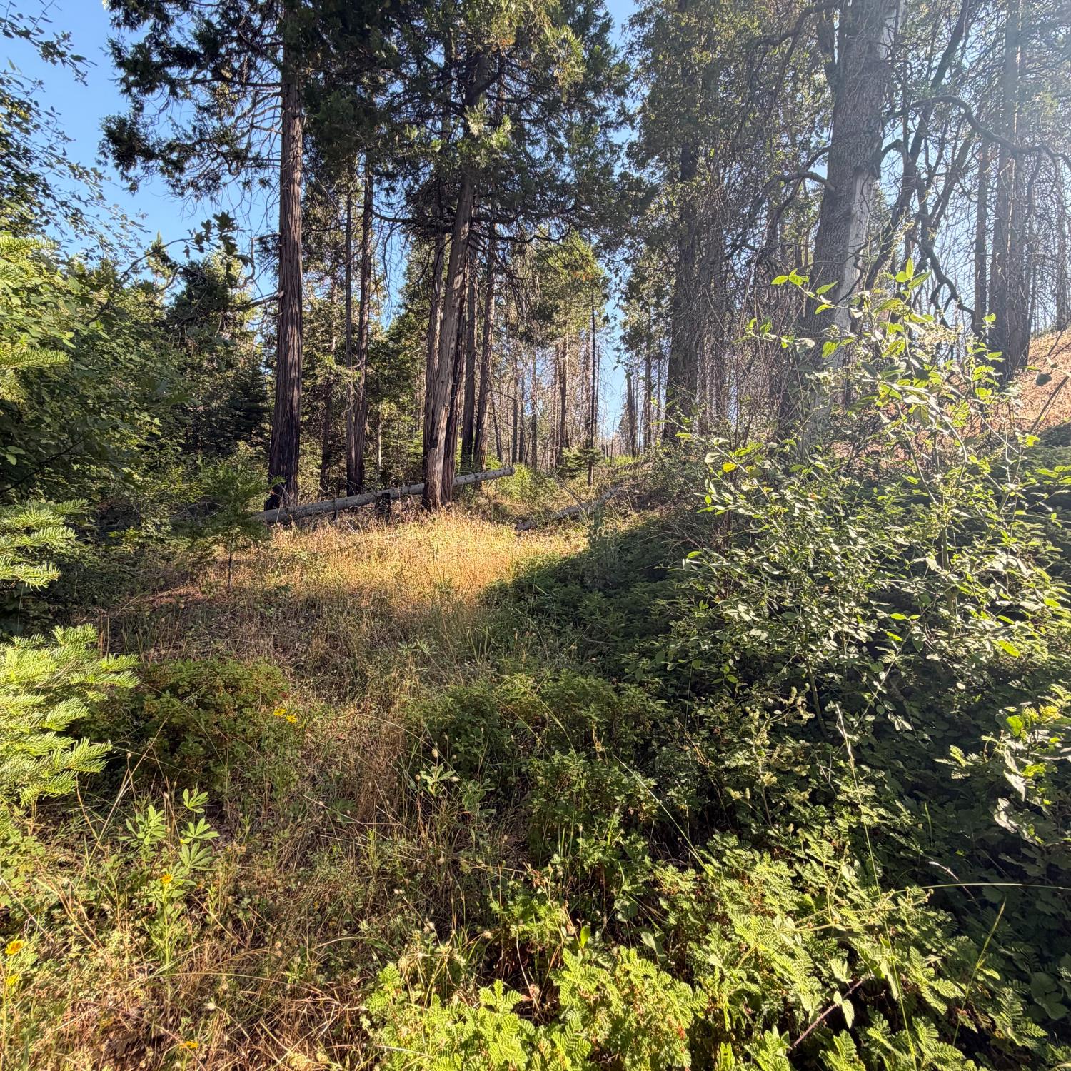 36070 LOWER CRESSMAN Rd, Shaver Lake, CA 93664