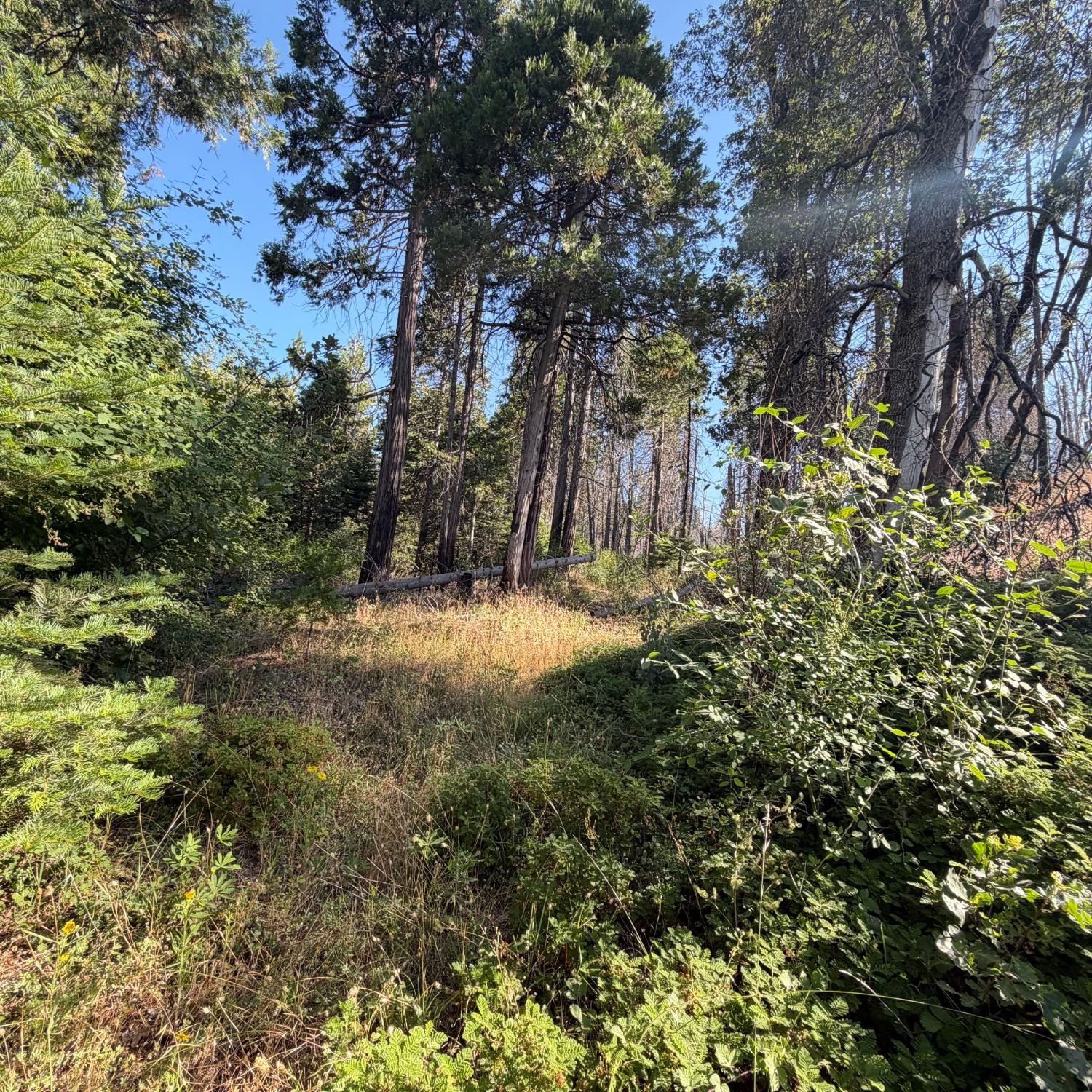 36070 LOWER CRESSMAN Rd, Shaver Lake, CA 93664