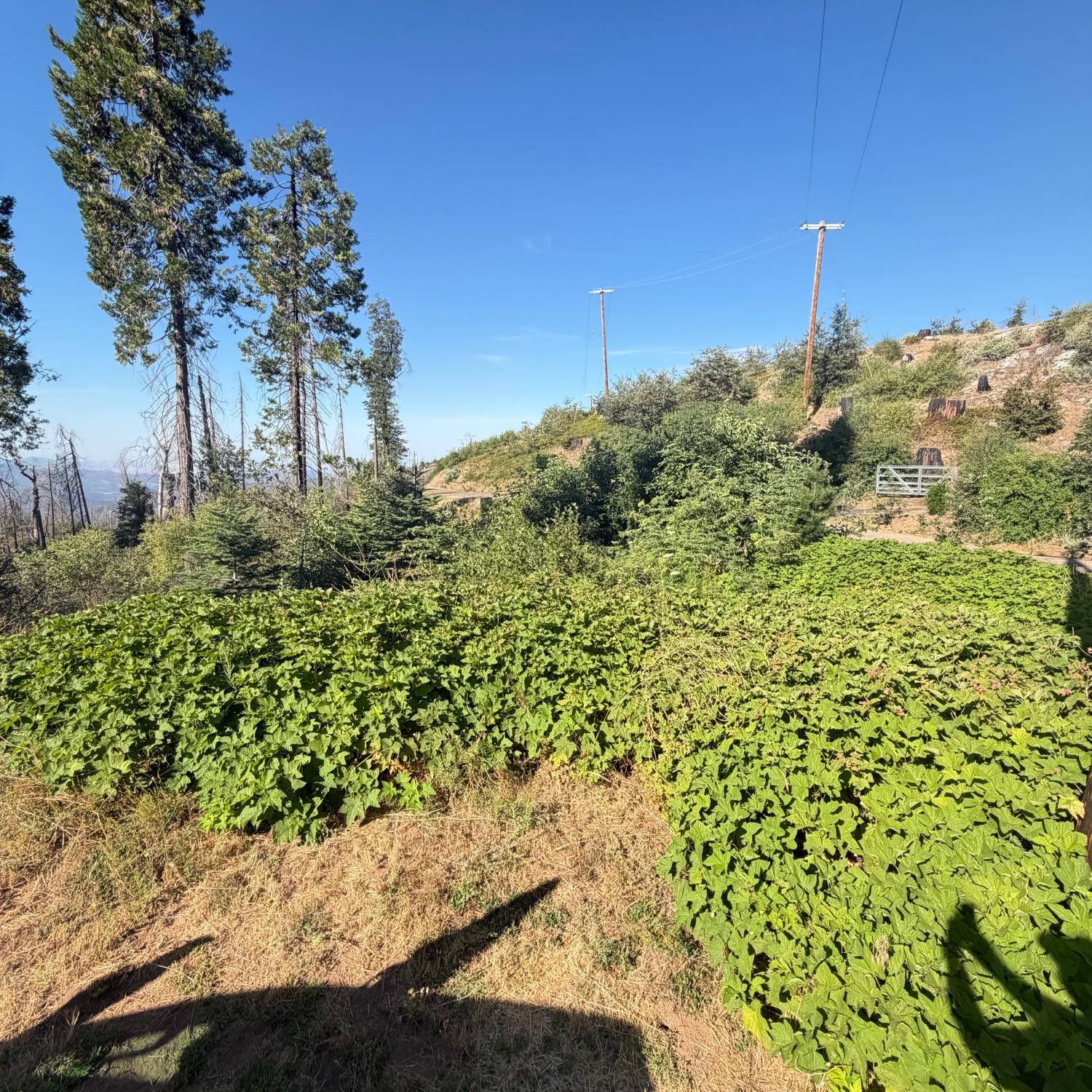 36070 LOWER CRESSMAN Rd, Shaver Lake, CA 93664