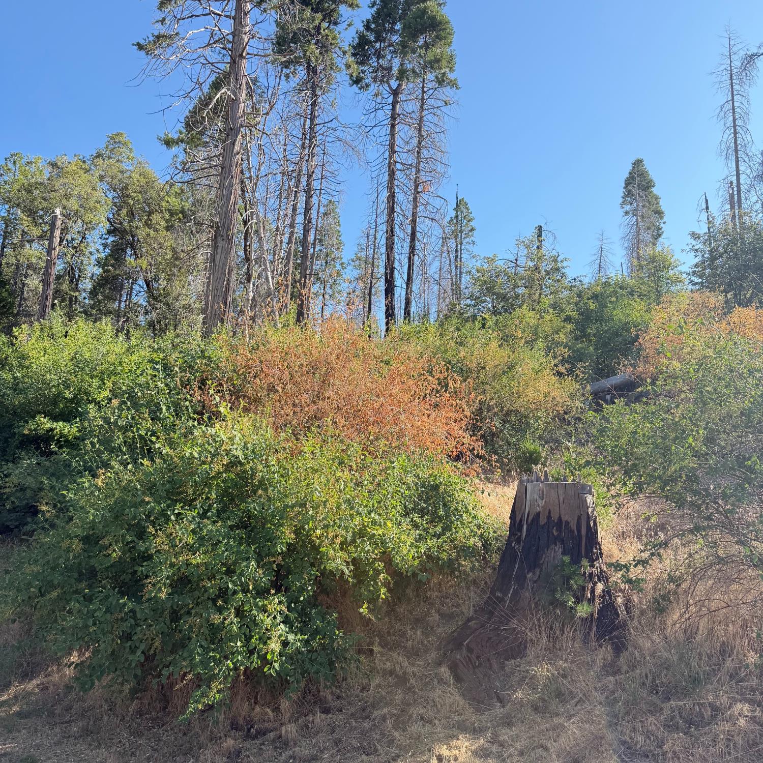 36070 LOWER CRESSMAN Rd, Shaver Lake, CA 93664