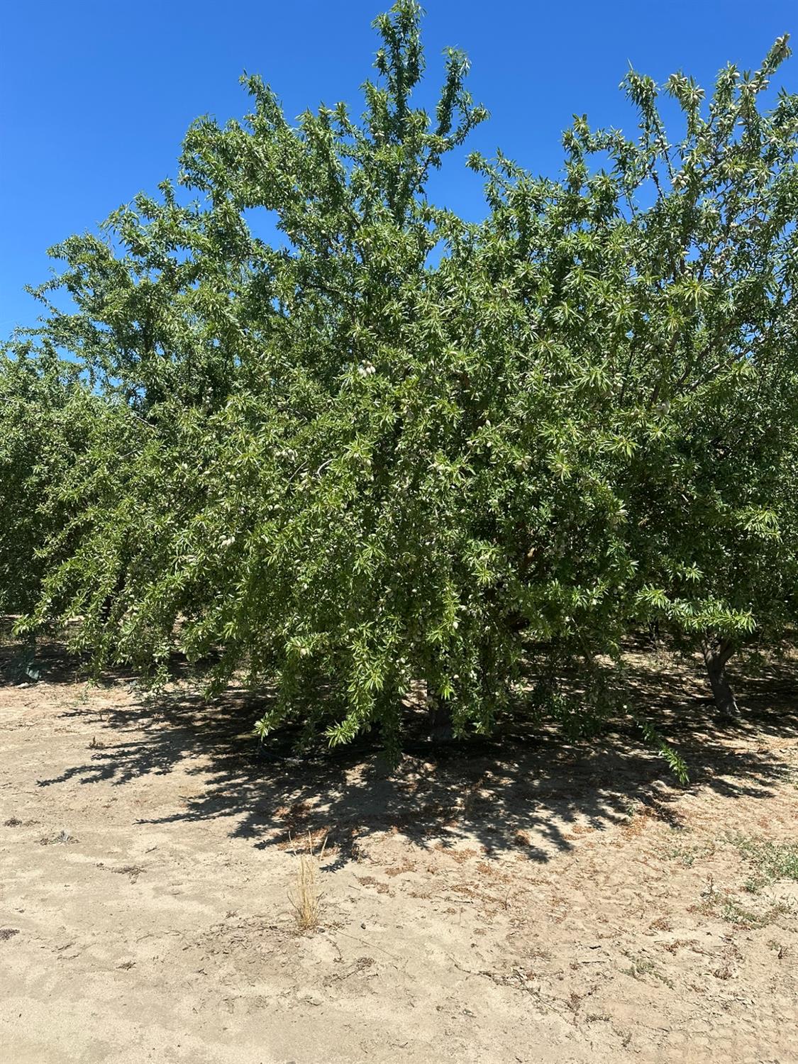 1 S. Chestnut & E. Mountain View, Selma, CA 93662