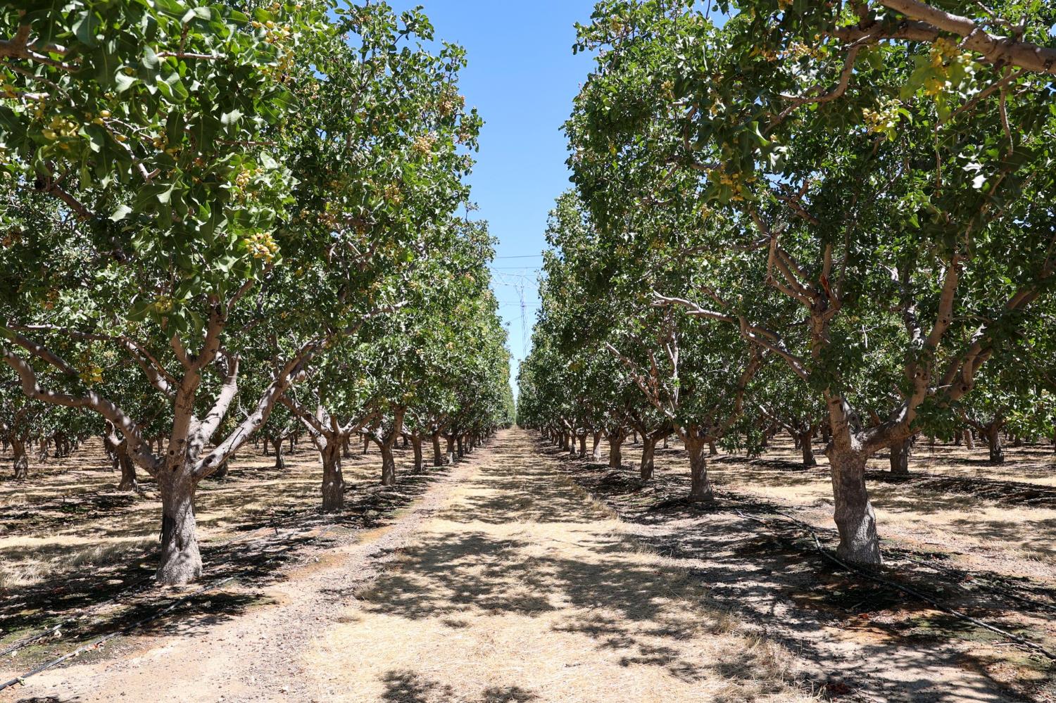 0 0 Derrick Ave, Cantua Creek, CA 93608