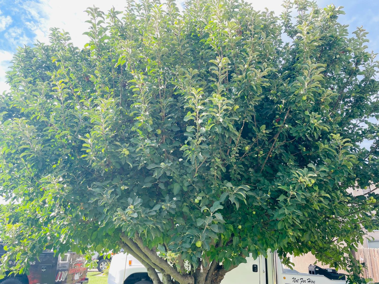 2503 S Walling Ave, Fresno, CA 93727