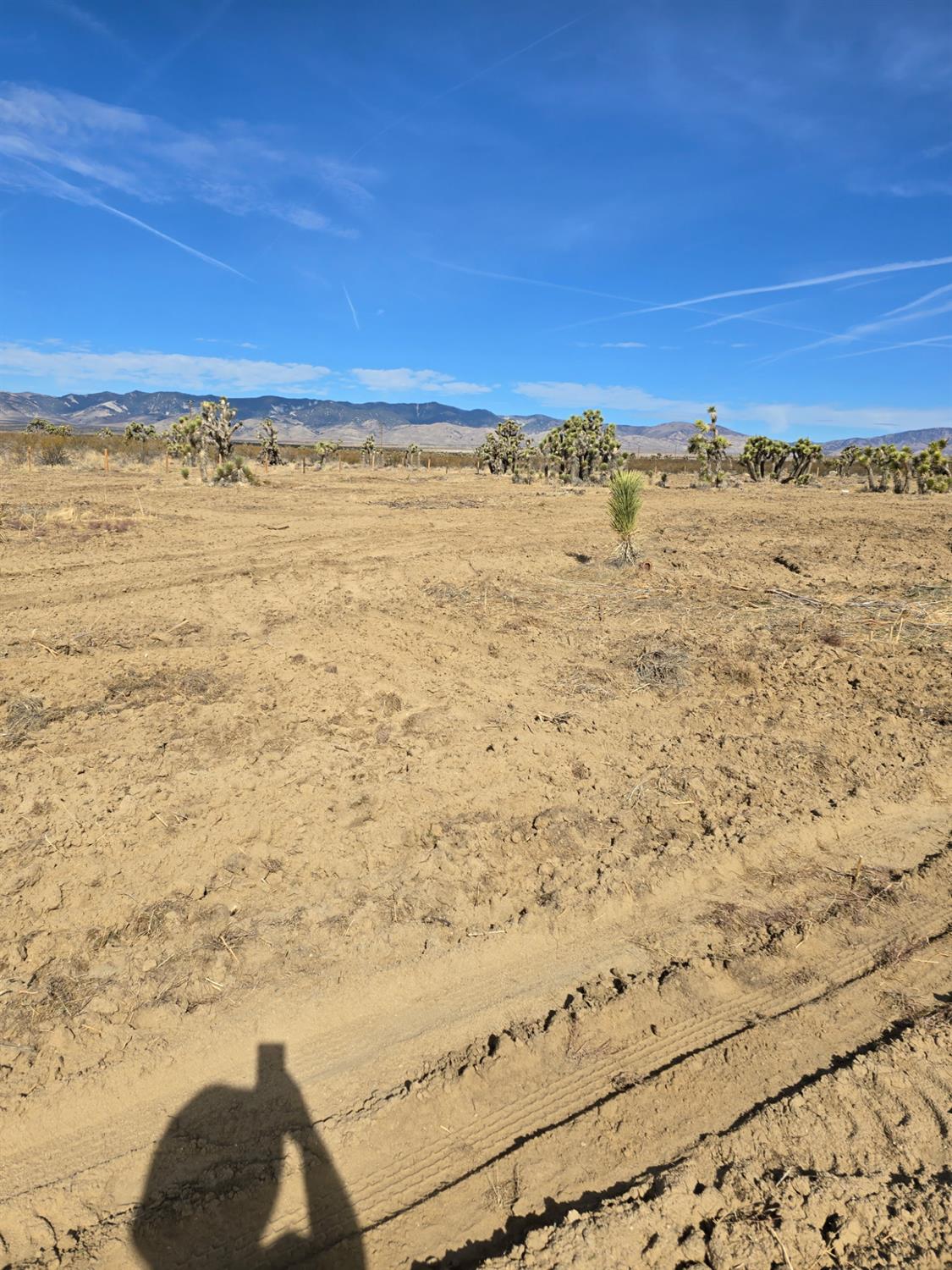 1000 Gaskell Rd, Rosamond, CA 93560