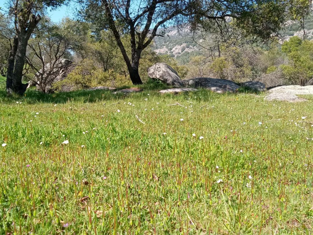 35905 Oak Springs Rd, Tollhouse, CA 93667