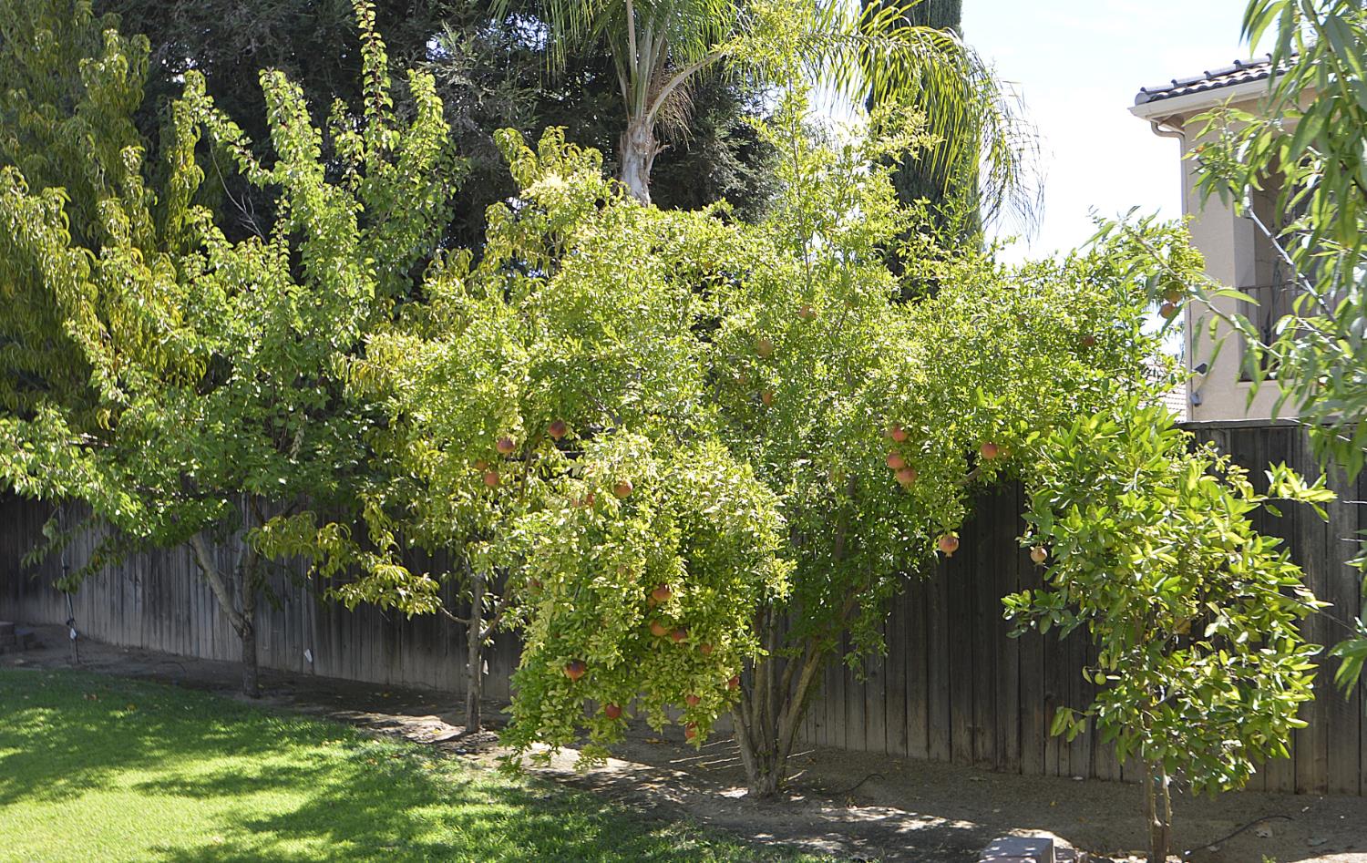 9740 N Whitney Ave, Fresno, CA 93720