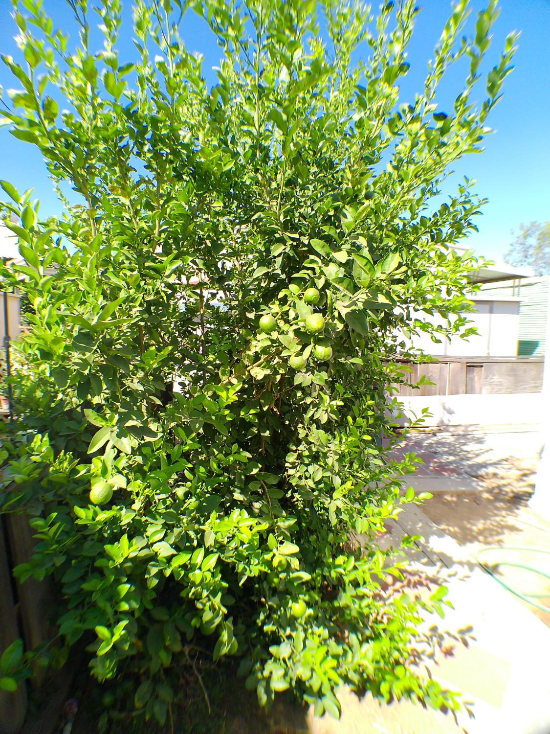 221 W Herndon Ave #178, Pinedale, CA 93650