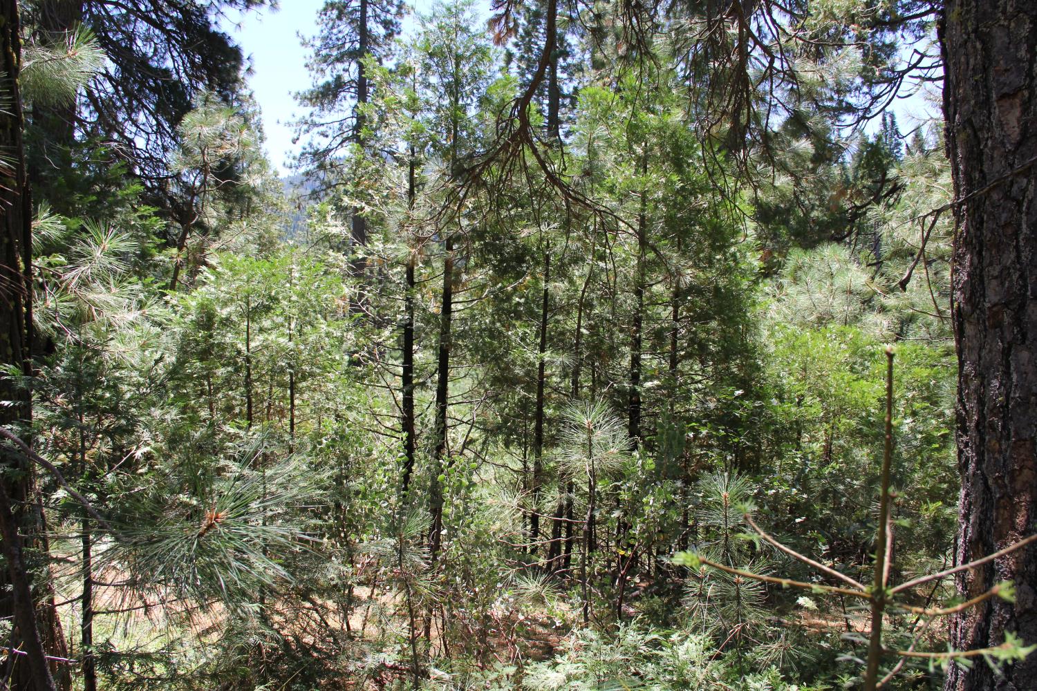 7214 Chowchilla Mtn Rd, Mariposa, CA 95338