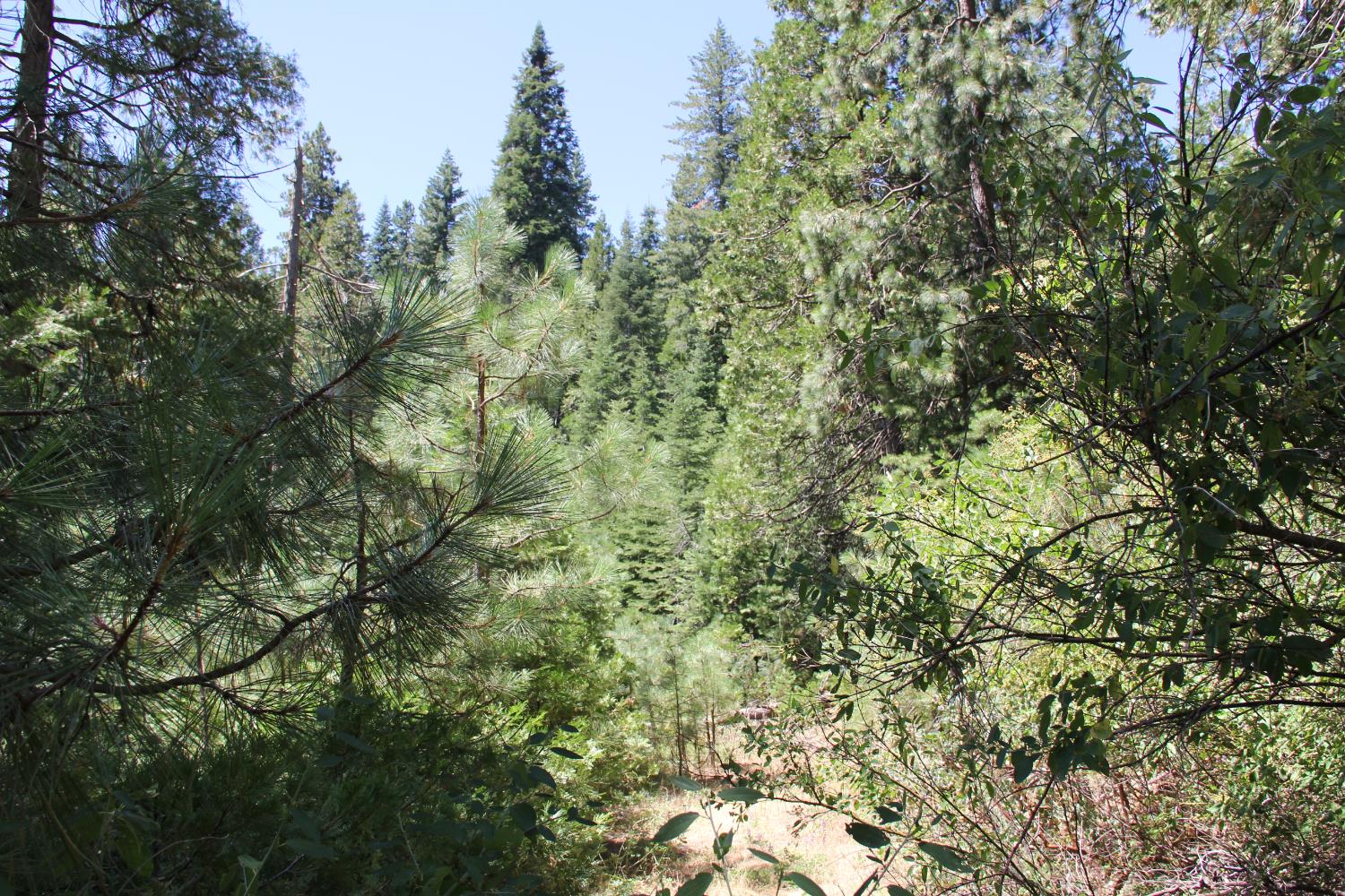 7214 Chowchilla Mtn Rd, Mariposa, CA 95338