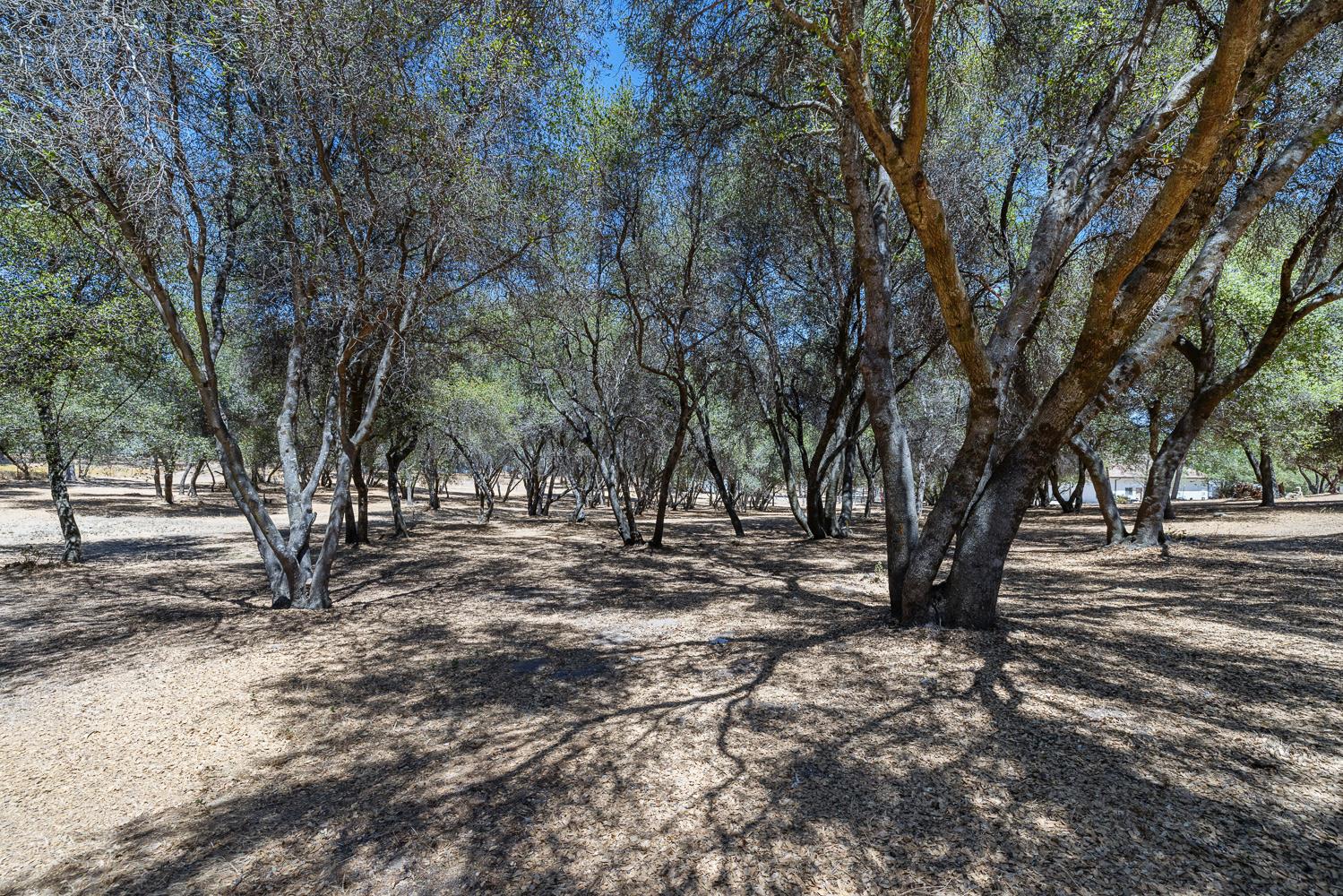 47555 Willow Pond Rd, Coarsegold, CA 93614