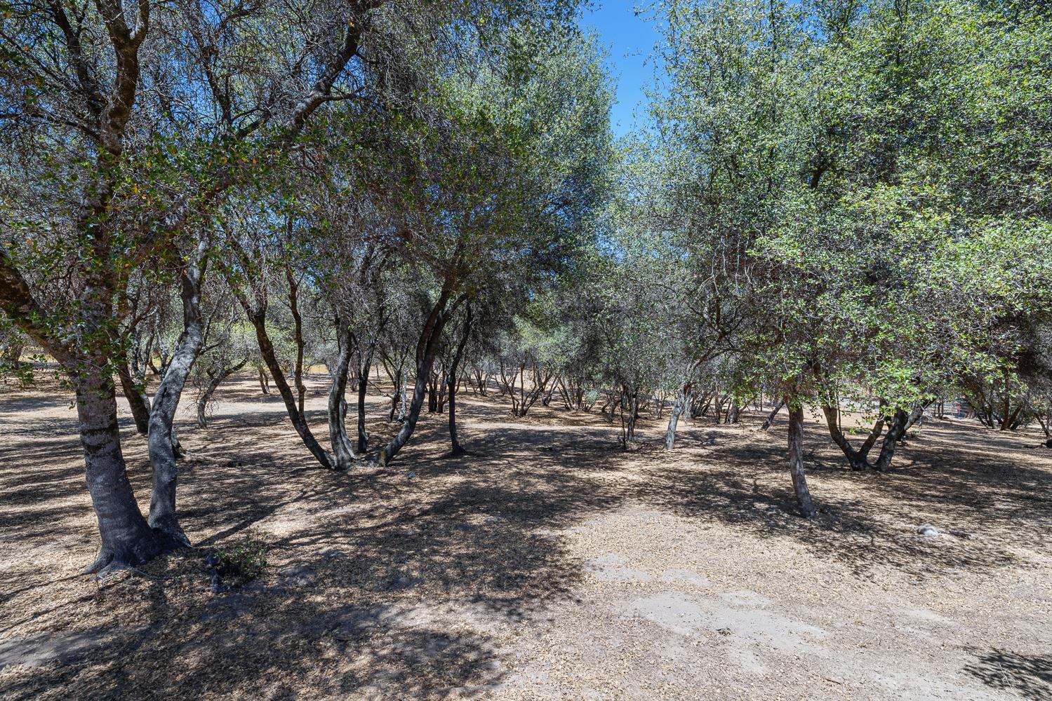 47555 Willow Pond Rd, Coarsegold, CA 93614