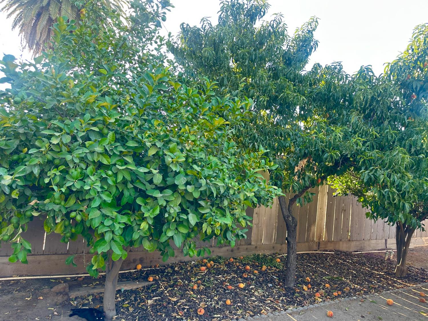 4736 E Lyell Ave, Fresno, CA 93702