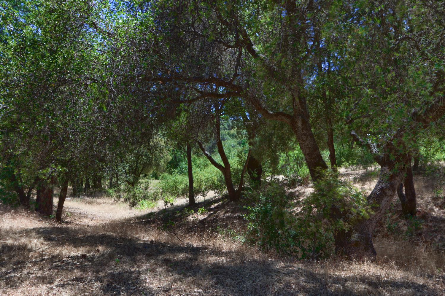 4965 Moss Creek Ln, Mariposa, CA 95338