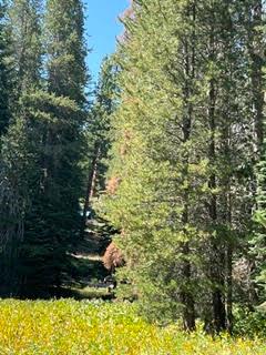 0 0 Hlk135-Cabin @ Heart Meadow, Sequoia National Prk, CA 93262