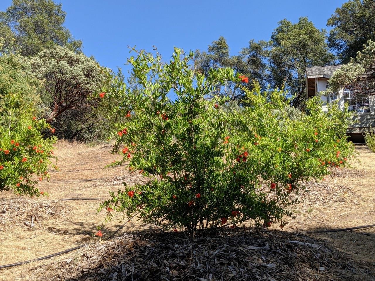 3279 Quail Run Rd, Mariposa, CA 95338